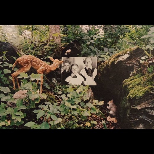 An Exhibition in the Forest for Animals