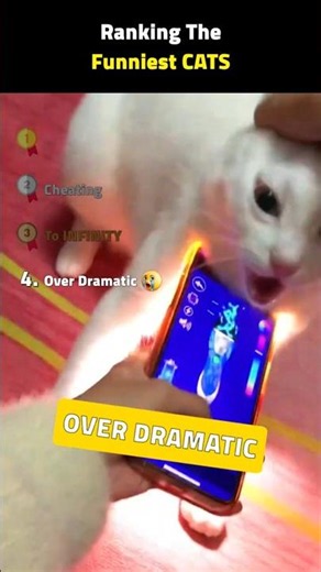Ranking Funny Cat Videos