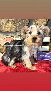 Silky Terrier female has wonderful personality and great attitude #. Expected to mature to about 7-9 lb. | K9 Kabin & Luv Kennel