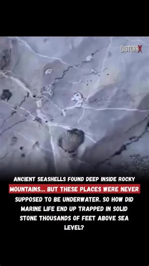 DistorbX on Instagram: "For years, geologists have uncovered fossilized seashells on mountain peaks, deserts, and places that are now completely dry. These shells were once living creatures buried under layers of mud and sediment… then turned into stone over millions of years. Some people believe this is evidence of a massive global flood that once covered huge areas of the Earth. Others say it’s simply the result of continents shifting and oceans rising and falling over millions of years. But o