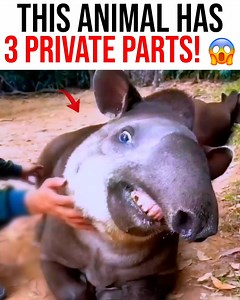 608K views · 5K reactions | Nightfam, this amazing animal has so many unique abilities! #wowfacts #ProjectNightfall | Project Nightfall | Facebook