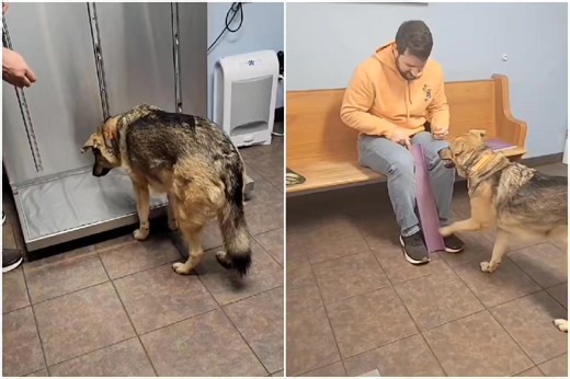 🐾🐶Training Your Dog to Paw the Board🐶🐾 What you’ll need: a washcloth or hand towel, treats, and a scratch board. Start without the board. Show your dog a treat, put it on the ground, then put the cloth on top of it. He is likely to nose the cloth aside to get the treats. At first, mark (with a clicker or verbal marker, such as “yes”) either nose or paw behavior, just before he eats the uncovered treat. Most dogs will progress from nose to paws. Start marking only paw behavior, just before he