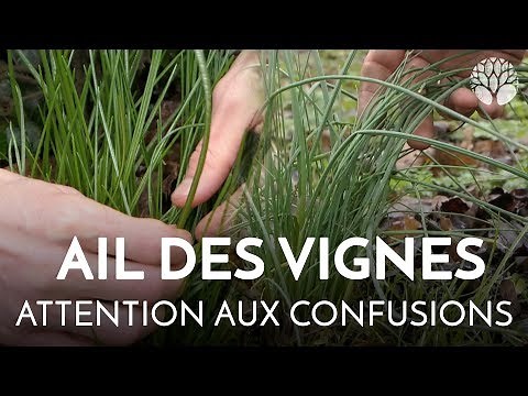 Wild garlic: beware of confusion!