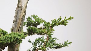 From August 2017 until now, this Cryptomeria has been transformed from a simple nursery stock tree into a towering, stunning represenation of age and nature in the bonsai form. While an uncommon species for bonsai, cryptomeria has proven to be an excellent specimen with its environmental versatility and widespread availability. To see more stunning transformations and learn the process of evolving a bonsai design, sign up today for your 7-day free trial of bonsai education at live.bonsaimirai.co