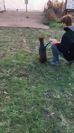 Training a Patterdale Terrier to Hunt Rats | Dog Ratting Skills