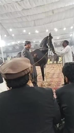 ADOL (@adol_khushab)’s videos with original sound - ADOL