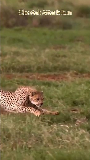 Cheetah chasing down a Rabbit into the long grass!!