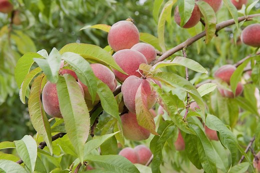 Cloque du pêcher : 5 astuces naturelles pour la prévenir et lutter