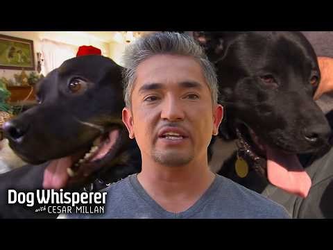 Season 2 Episodes 11&12 | Alpha Dogs Rule Their Owners' Lives Until the Dog Whisperer Steps In!
