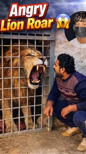 Angry Lion Simba Roaring 🔥🦁😱