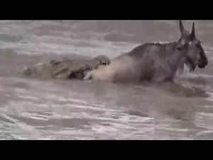 Wildebeest crossing 2