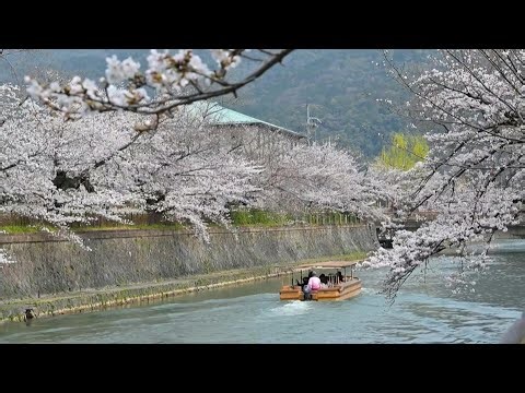 'Pure joy': Tourists flock to Kyoto to admire cherry blossoms | AFP