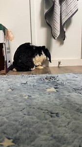 3.8K views · 271 reactions | Dwayne came from the Romulus Hoarder case that we pulled 11 rabbits from on Saturday. | Rabbit Angels Rabbit Rescue | Facebook