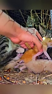 Fulll viideo:👉 https://tintucbtc.com/mama-cat-and-kittens-cling-together-needing-help-m5244/ Heartbreaking scene: a mother cat and her kittens desperately need help. M5244 | Dog Stories