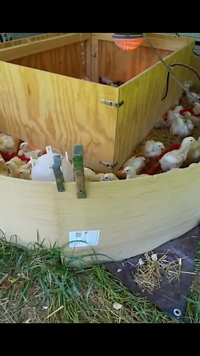 11K views · 111 reactions | just making space more #broody | chic chicken | Facebook