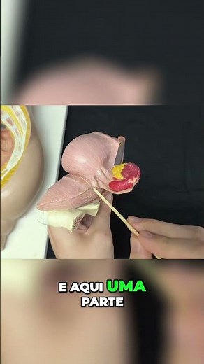Female Anatomy - Detailed Explanation of the Uterus and Ovaries