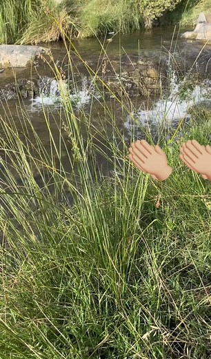 Relaxing Stream and Greenery in Nature