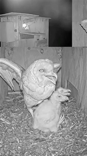 That Rat Is Huge! — Look What Happens Here 😮🐀