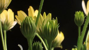 Plant Growth Bud Growing Time Lapse Blossom Stock Footage SBV-309660285 - Storyblocks