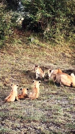The Tiny Lion Cubs Wouldn’t Stop Calling For Their Mother 🦁