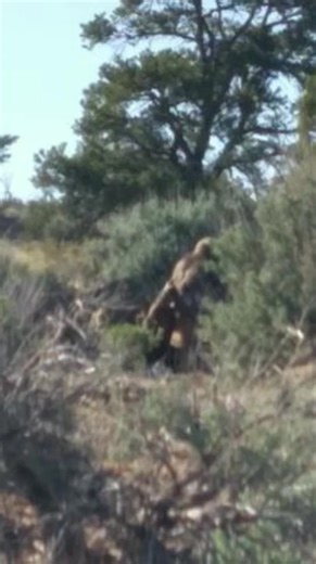 Tribal Land Navajo Sasquatch Mystery #bigfoot #sasquatch | Rocky Mountain Sasquatch Organization