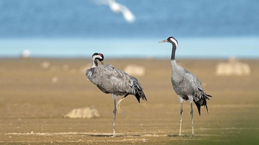 Plus de 40 000 grues observées au lac du Der mardi 11 novembre