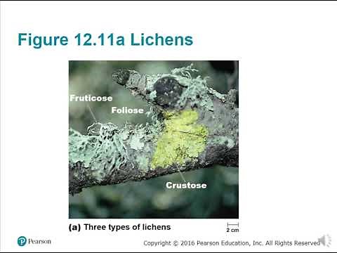 BIO 220 Chapter 12 - Eukaryotic Pathogens