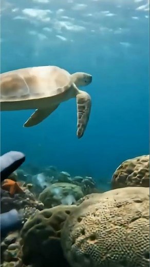 POV: Exploring a Coral Reef Paradise | Savage Loop