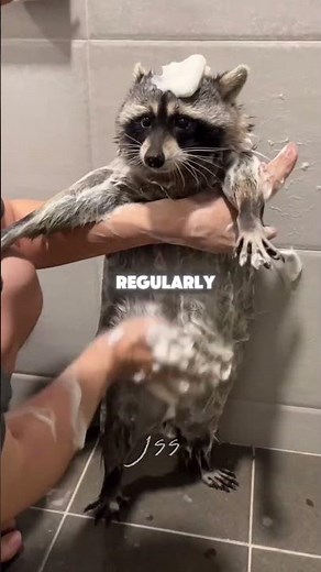 Why Some People Are Choosing Raccoons Over Dog?
