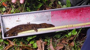 Coyote and the crew take a look back at the time that they found baby giant salamanders in JAPAN! How cute are these?! | Coyote Peterson
