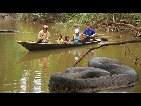 10 Wild Animals That Rule the Amazon River – Monster River