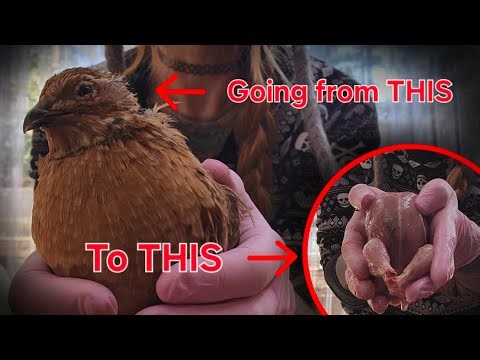 Processing Quail for Meat (the easy way)