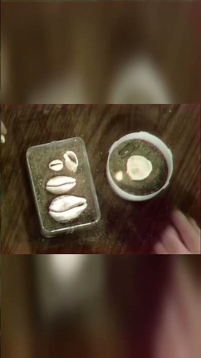 Making Decorative Paper Weights (Pt. 2) #mrrogers #paperweight #summercrafts #seashellcrafts