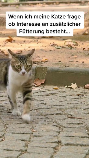 #lazy #lazycat #lazycatclub #catsoftiktok #dance #catdance #cat #katze