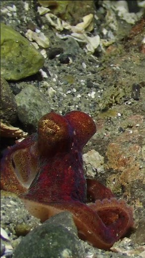 Octopus Hide And Seek | Salish Sea Marine Wildlife | #Shorts