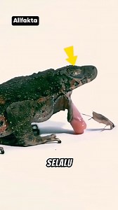 183K views · 516 reactions | why frog close its eyes #unik #faktamenarik #faktaunik #viral #trending #sains | allfakta | Facebook