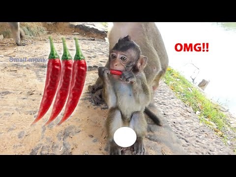 OMG !! Baby monkey Lucas eat peppers hot, what happened ?