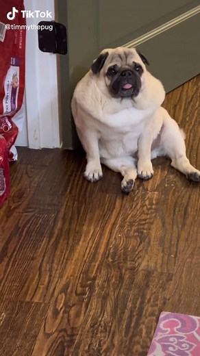 #pug #fatpug