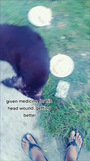 Aid for Injured Dog: Healing and Recovery Process