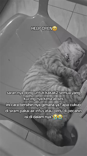 Cara Mengobati Abses pada Kucing dengan Aman