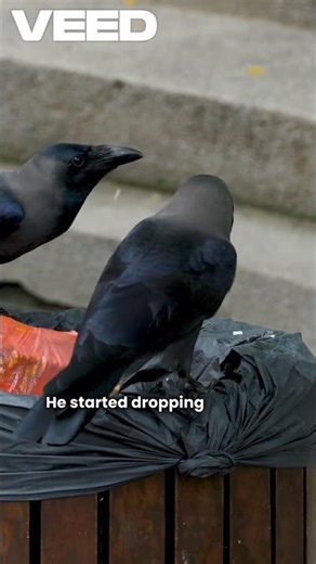 How a Clever Crow Solved a Big Problem! 😮 #Shorts