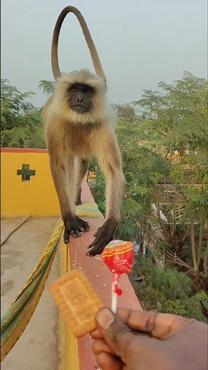 Wild Langur Calmly Observing Environment 🐒 | Nature Education #shorts #wildlife #langur
