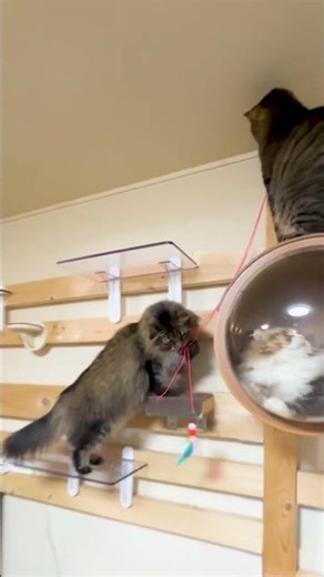 【その③猫が大興奮の遊び!!】保護猫がオモチャを使って北欧猫を遊ばせる姿が可愛すぎるwww #ノルウェージャン #猫の日常 #モフモフ猫