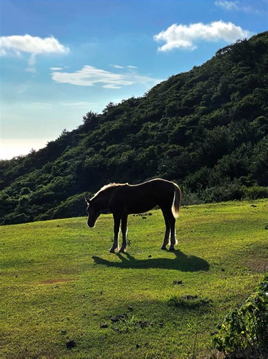 西ノ島の絶景と馬のふれあい