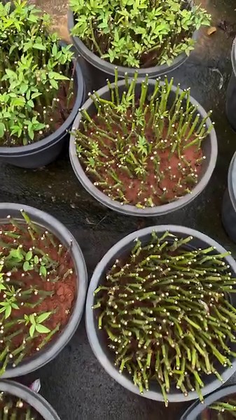 328K views · 2.6K reactions | Rose stem propagation/ Rose cutting propagation/ Roseplantsonlinesale / Roseplantscaretips/ Reemz | Reemz basket | Facebook