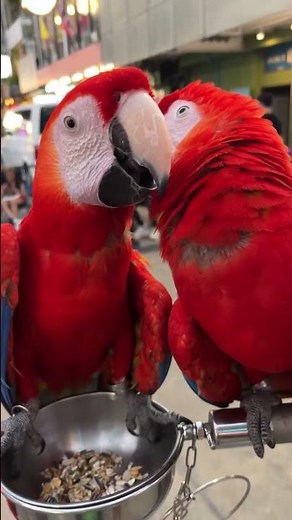 These macaws just proved love is real 🦜❤️ Look how they cuddle in public!