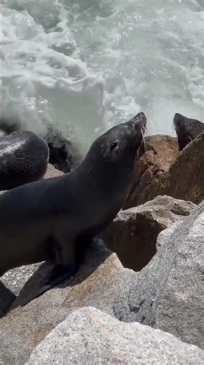 This Wolf Hunts the Ocean’s Edge