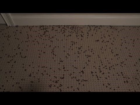 dropping coffee beans on the floor for your asmr, relaxation, and sleep. i hope you enjoy! - E.R. ü