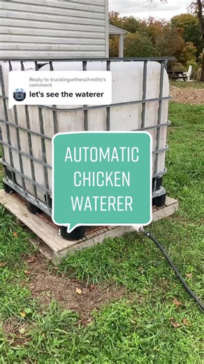 Innovative Chicken Watering System with IBC Tote