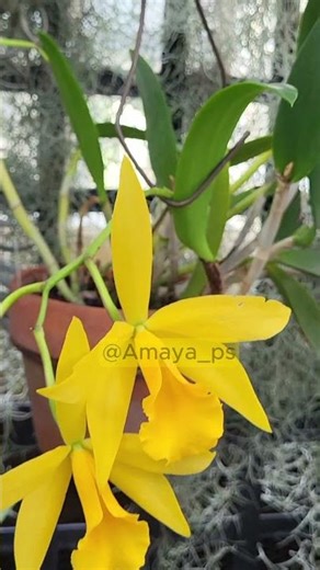 Brassocattleya Yellow Bird Orchid | Sunny Delight
